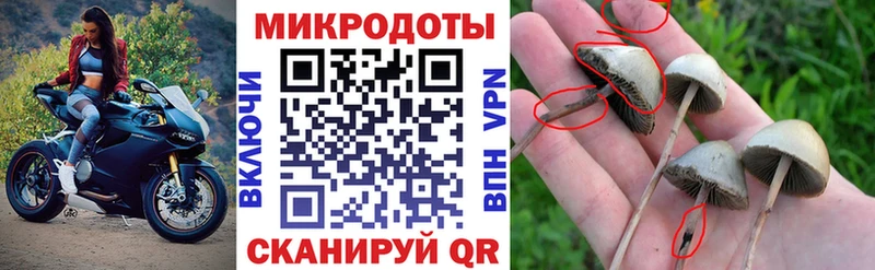 Купить где  Велиж  Псилоцибиновые грибы ЛСД 